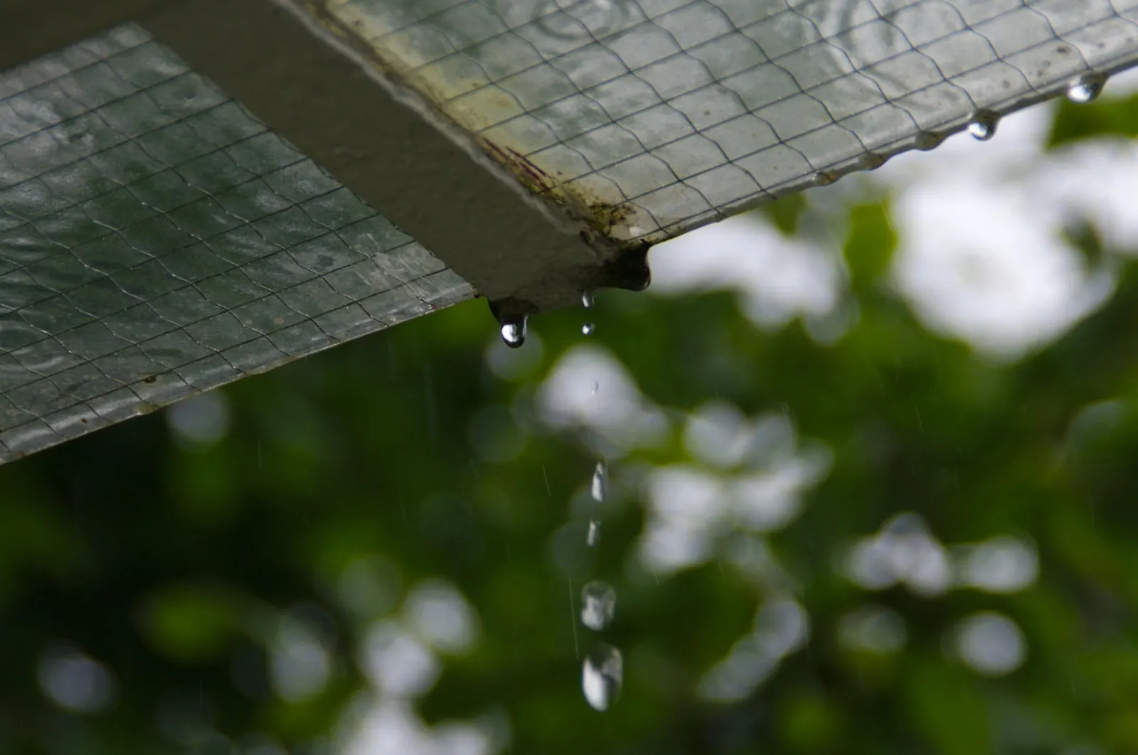雨中白色框架上的夾絲玻璃遮雨頂邊緣，水從角落滴下，背景是模糊的綠葉，示意照片